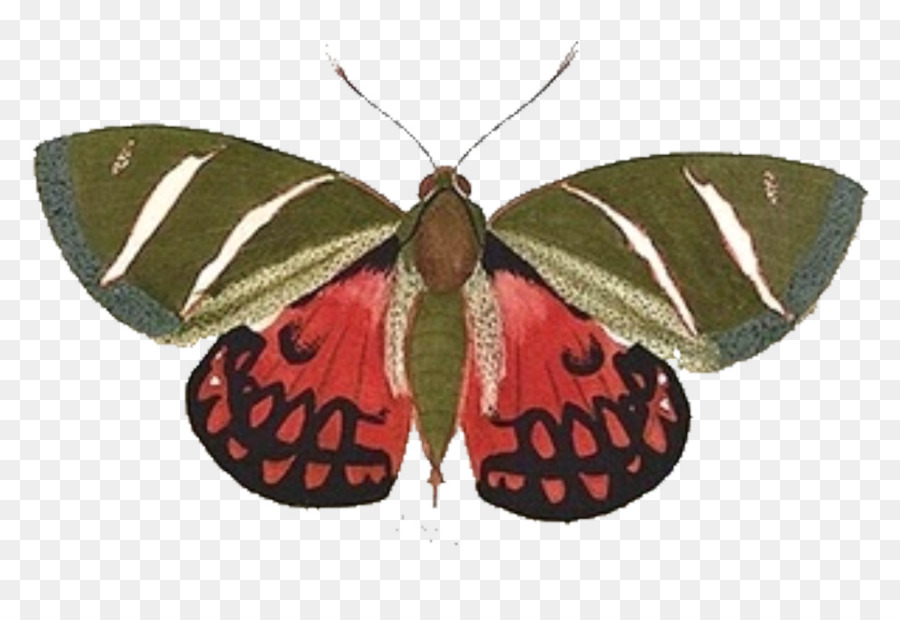 Mariposa Negra，Alas PNG