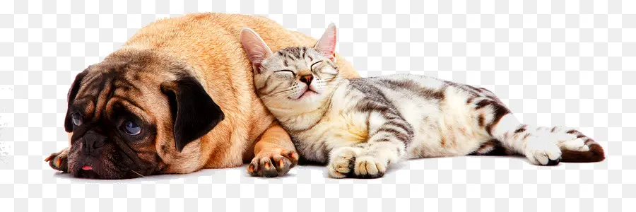 Gato，Perro PNG