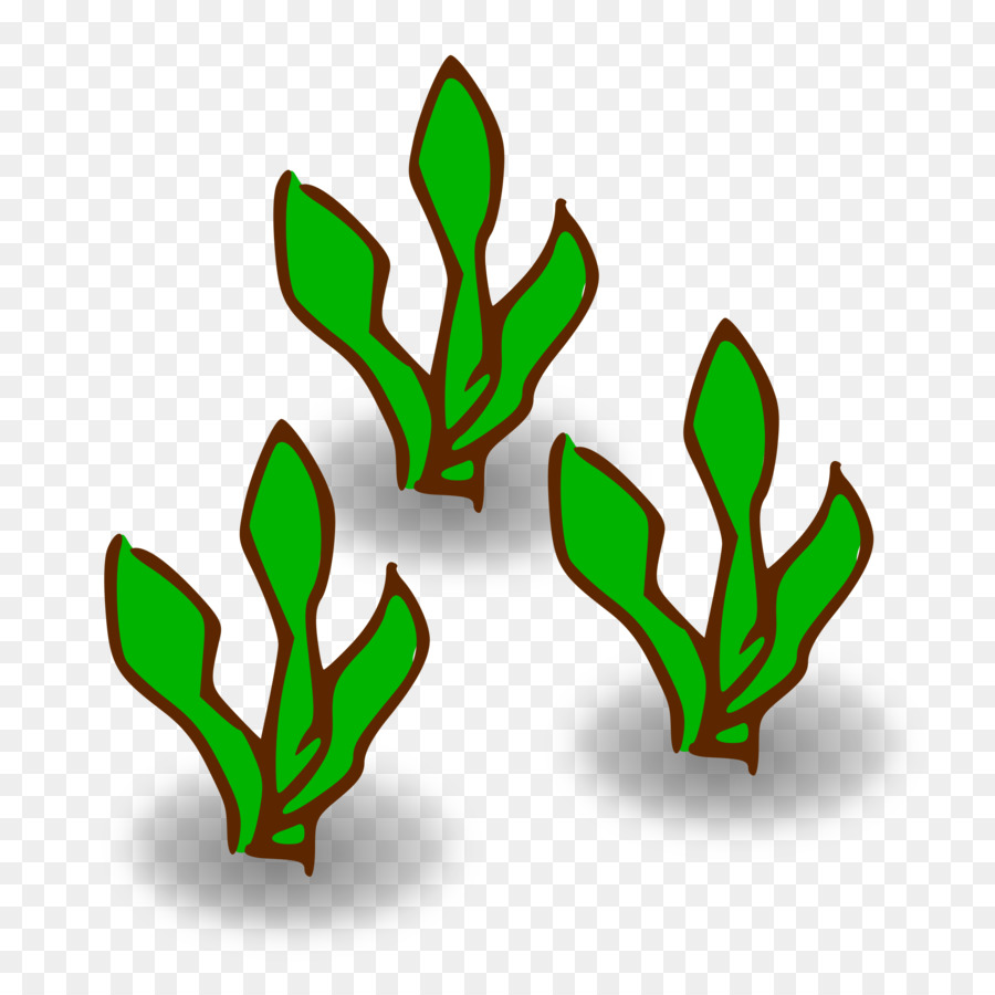 Bosque De Kelp，Algas PNG