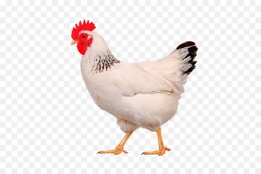 Pollo，De Pollos De Engorde PNG