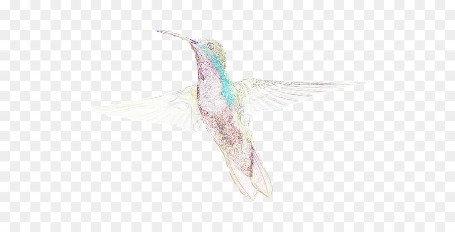 La Fauna，Colibrí M PNG