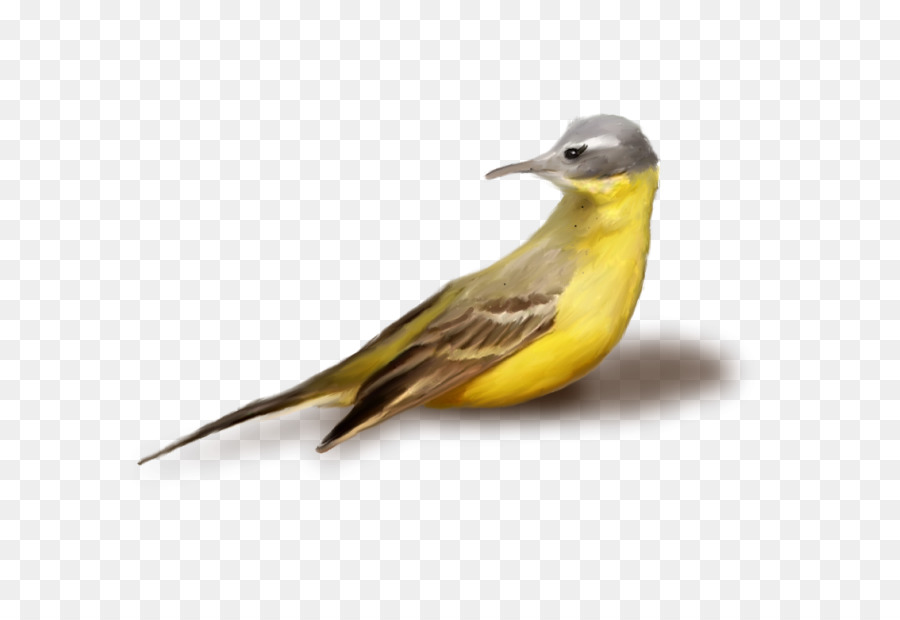 Aves，Jilguero Americano PNG