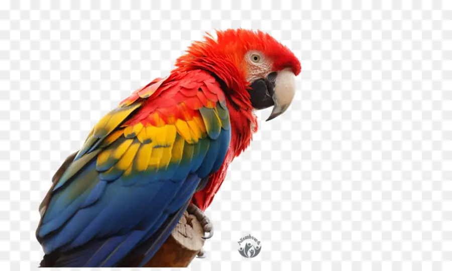 Loro，Aves PNG