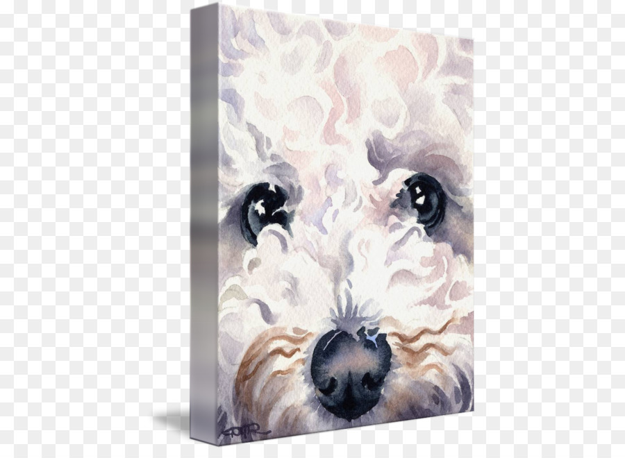 Shih Tzu，Bichon Frisé PNG