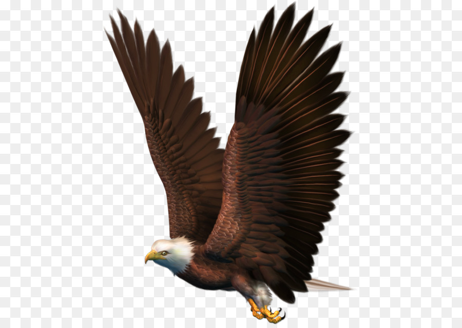 Águila，Pájaro PNG