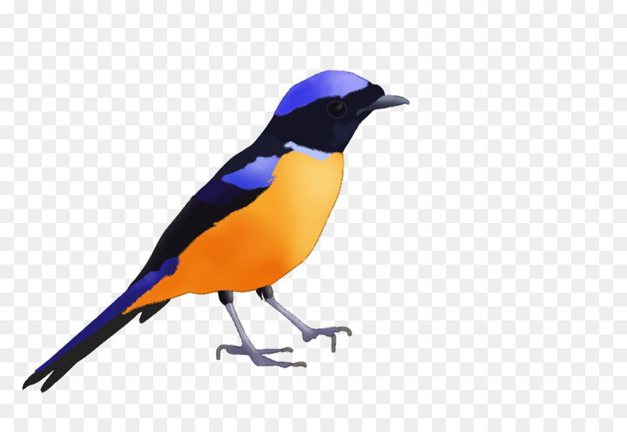 Pico，Pluma PNG