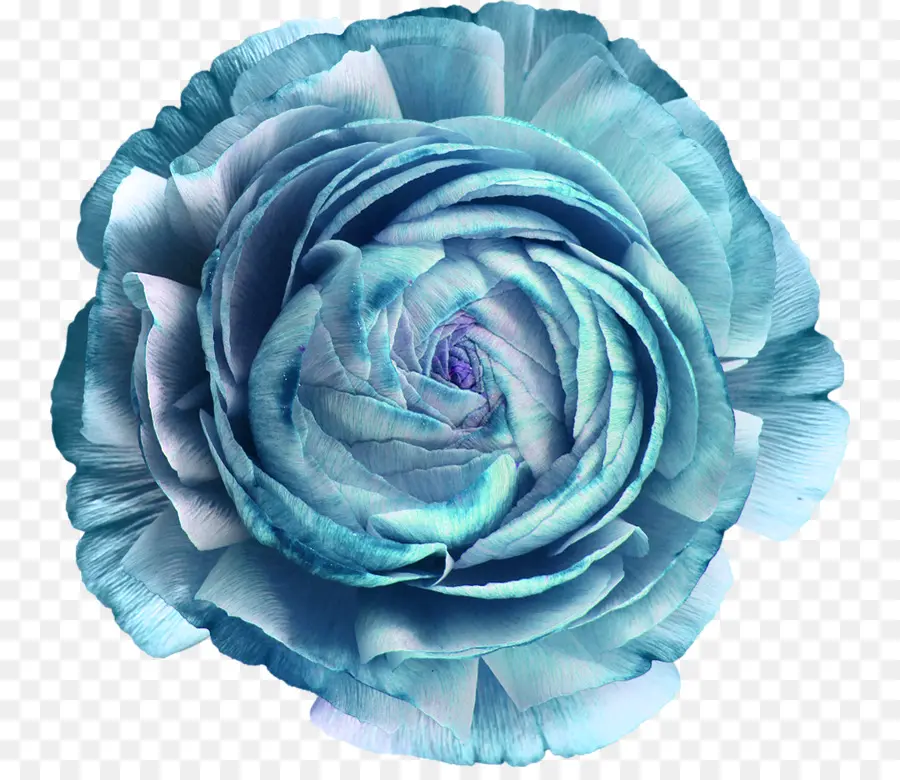 Las Rosas De Jardín，Azul PNG