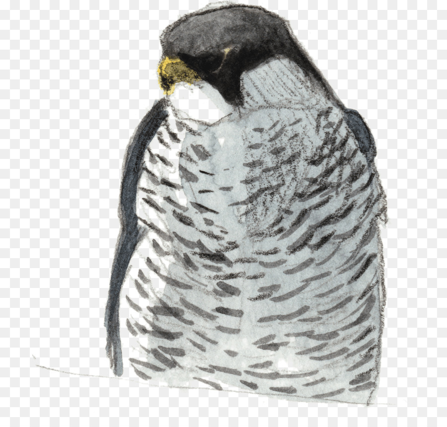 Pico，Aves PNG