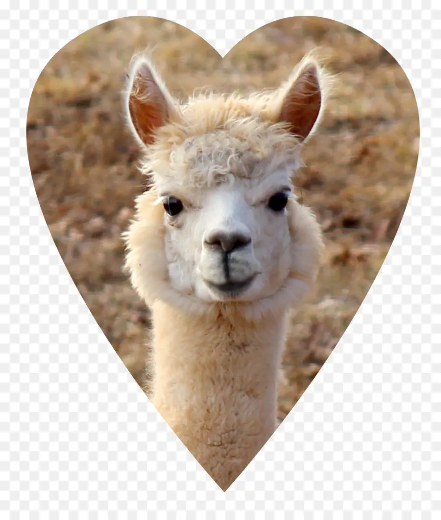 Alpaca，Corazón PNG