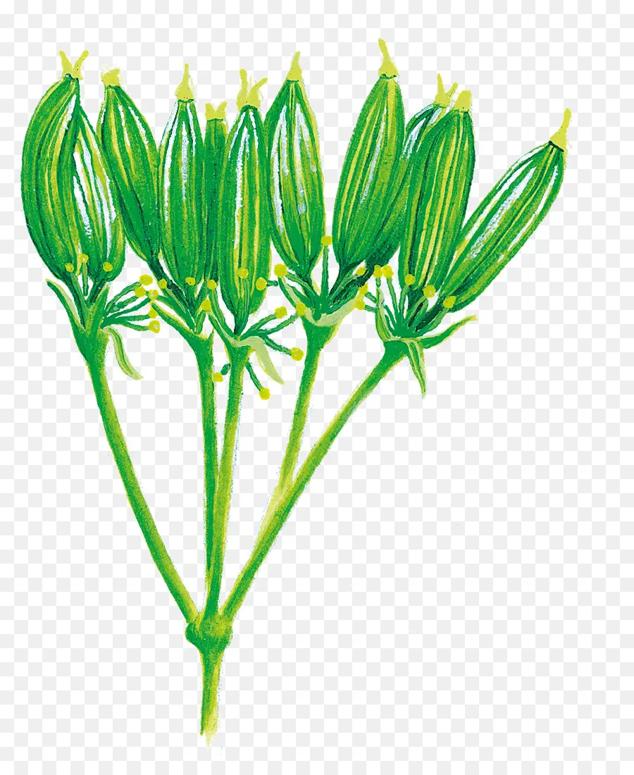 Planta Verde，Hojas PNG