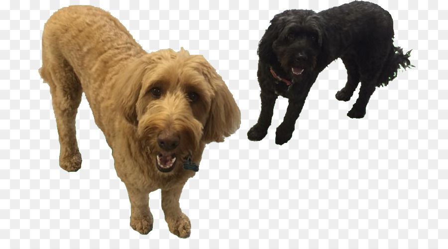 Cockapoo，Boykin Spaniel PNG