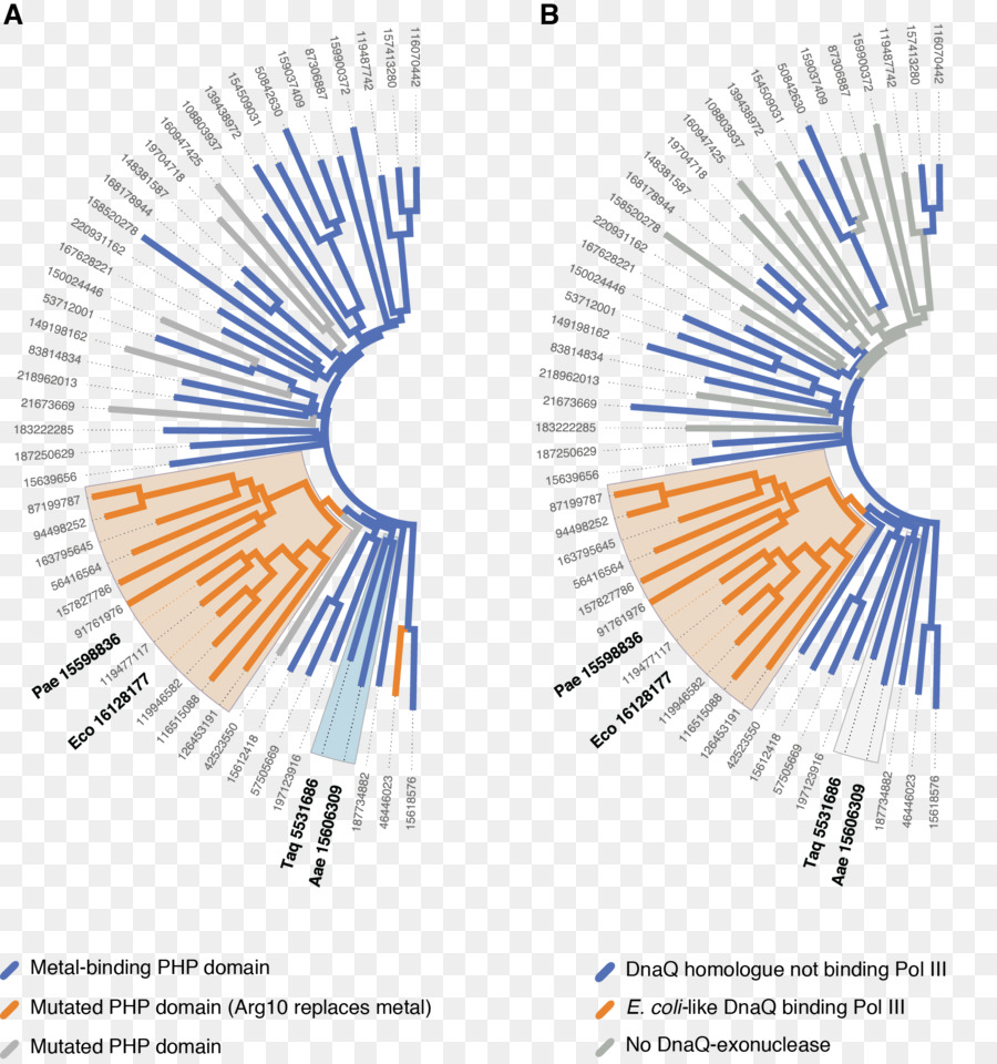 La Adn Polimerasa，Y Coli PNG