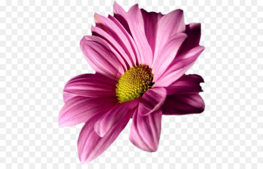 Flor Rosa，Florecer PNG