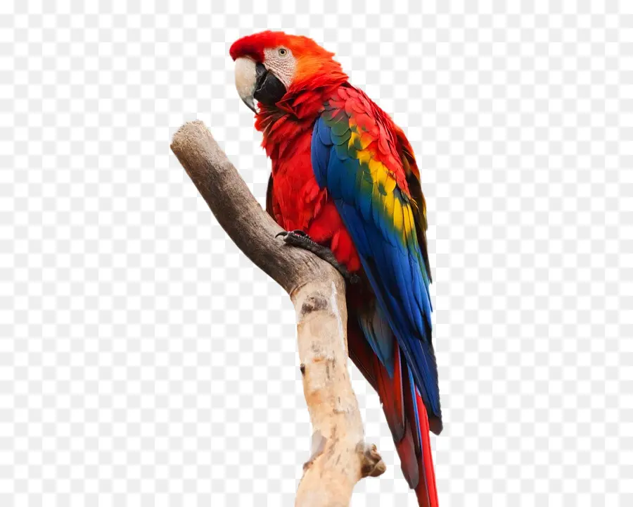 Loro Colorido，Pájaro PNG