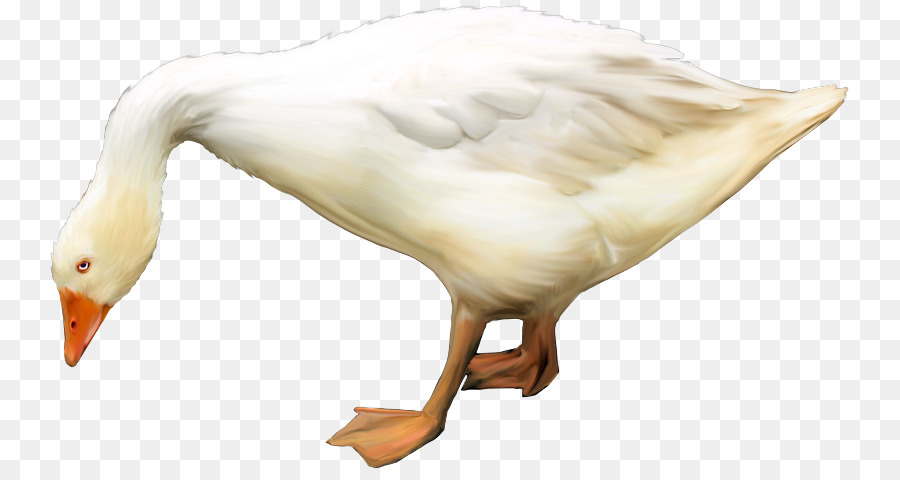 Pato，Ganso PNG