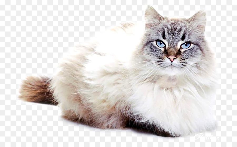 Asiático Semilonghair，The Ragamuffin Gato PNG