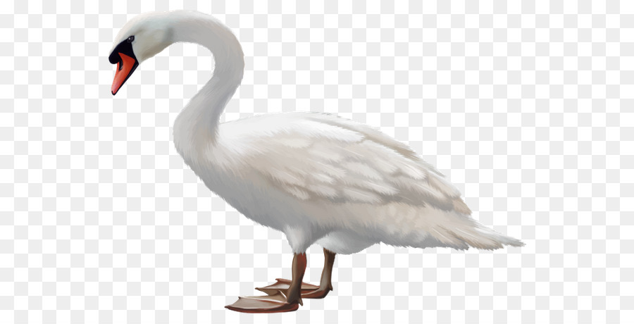 Cisne，Aves PNG