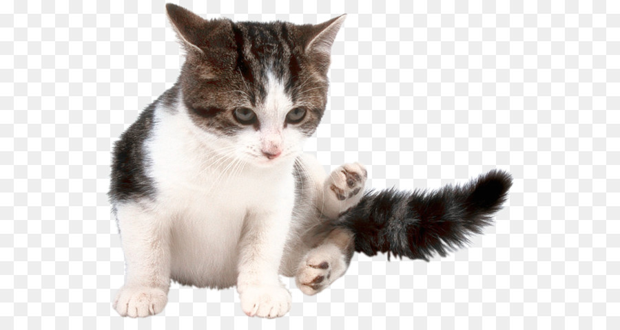 Gatito，American Wirehair PNG