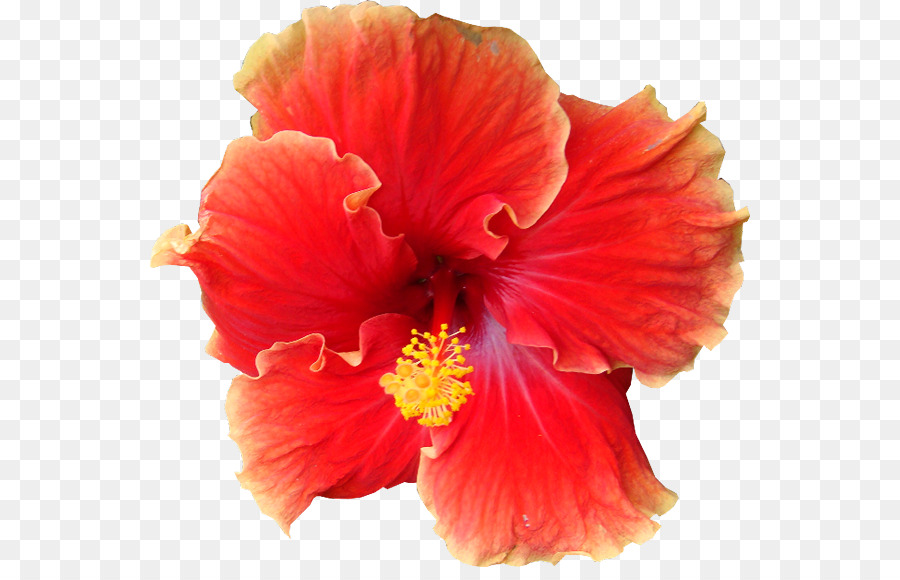 Hibisco，Flor PNG