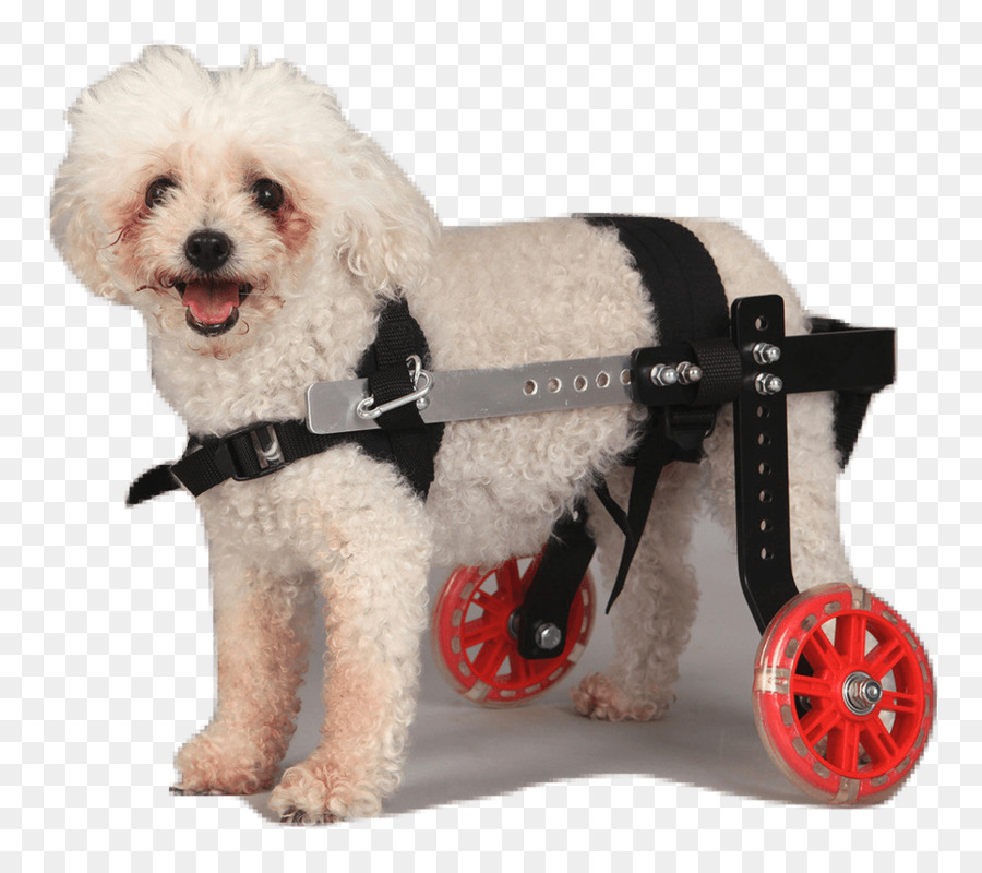 Schnoodle，Silla De Ruedas PNG