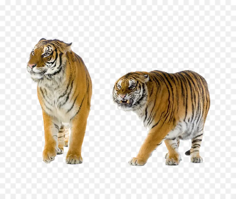 Tigres，Sesión PNG