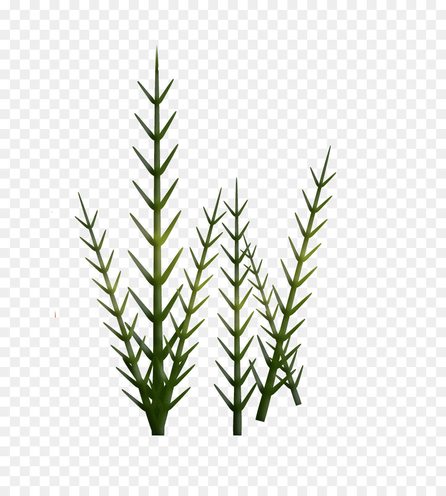 Abeto，Equisetum PNG