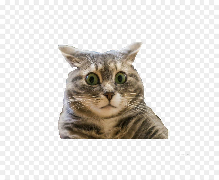 Gato，Mascota PNG