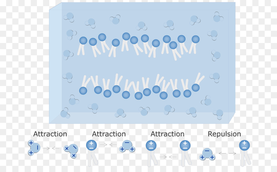 De Fosfolípidos，Bicapa Lipídica PNG