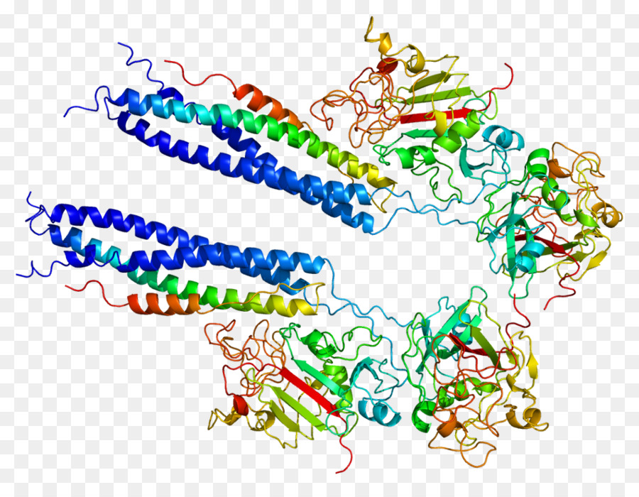 Estructura De La Proteína，Molécula PNG