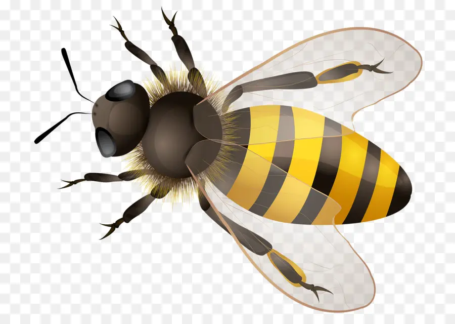 Abeja，Miel PNG