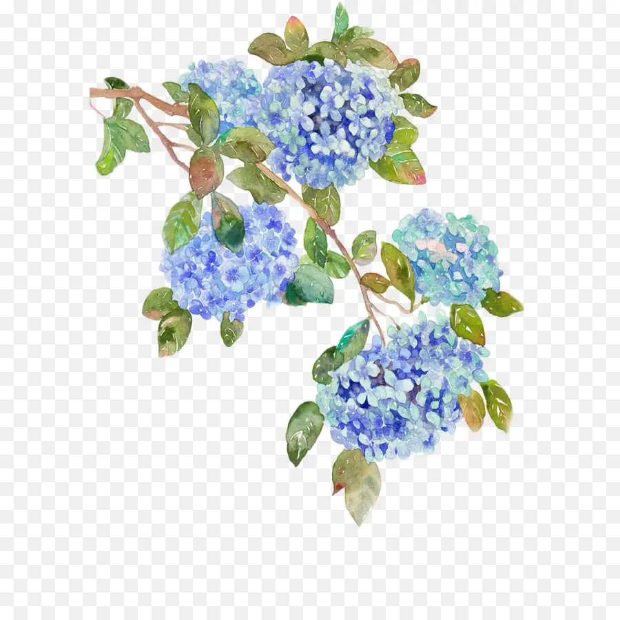 French Hydrangea，Flor PNG