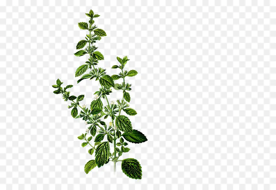 Planta De Menta，Hierba PNG