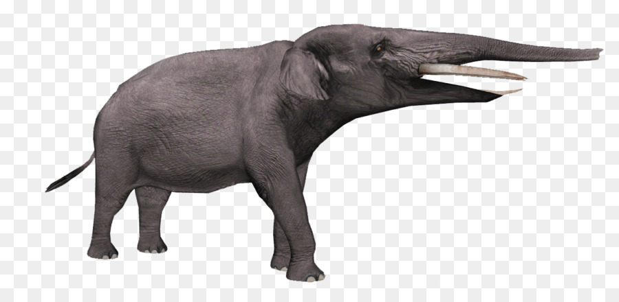 Elefante Indio，El Elefante Africano PNG