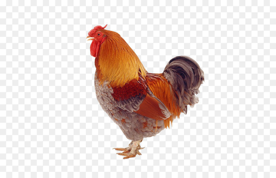 Gallo，Pájaro PNG