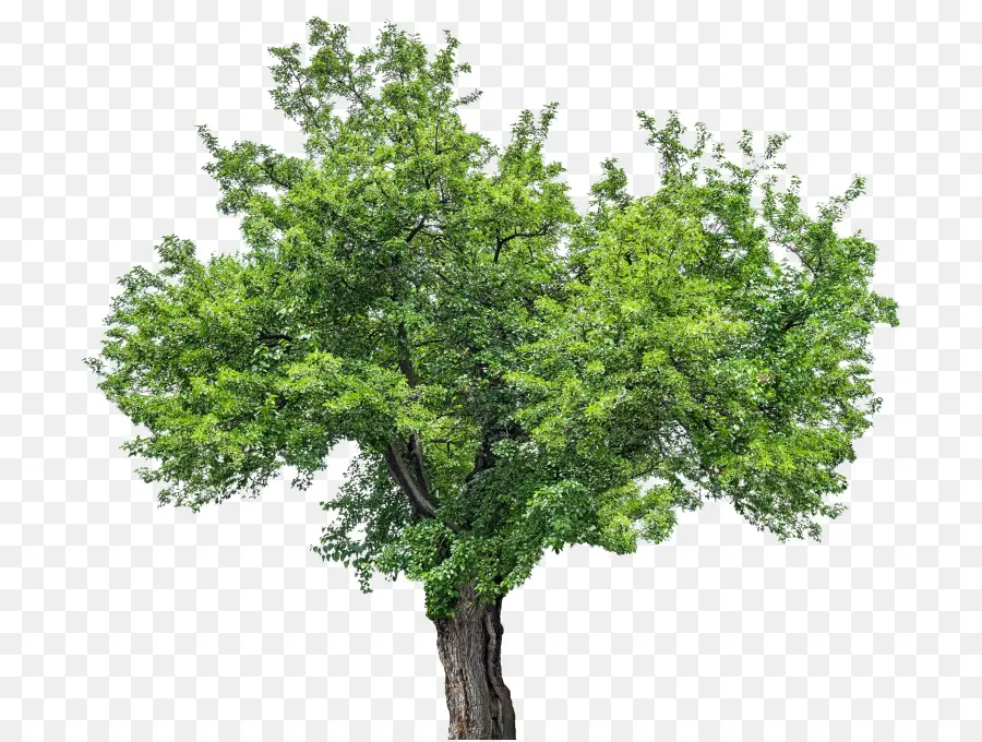 Árbol，Una Fotografía De Stock PNG