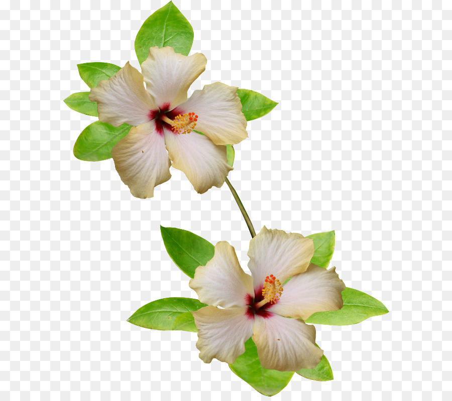 Rosemallows，Flor PNG