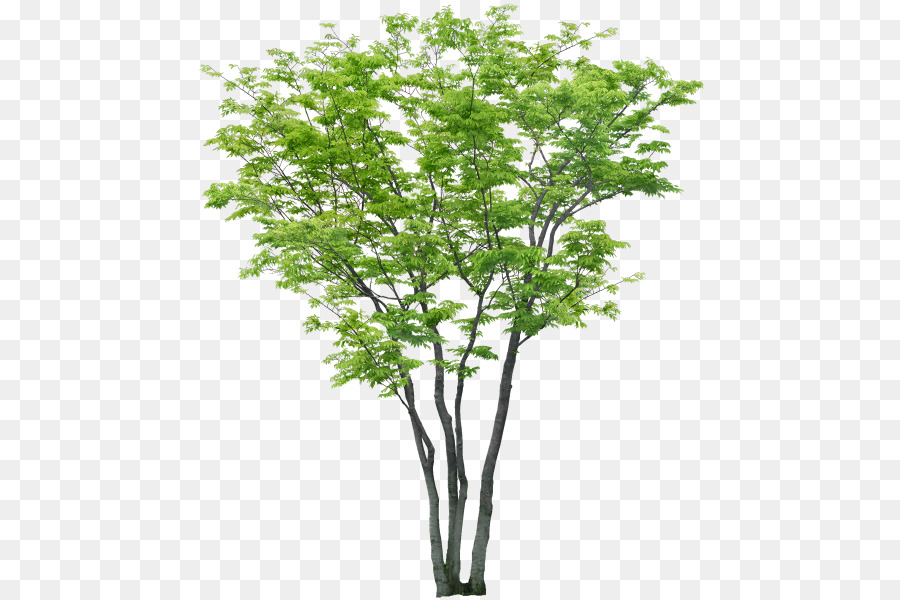 Árbol，Asistida Por Computadora Diseño PNG