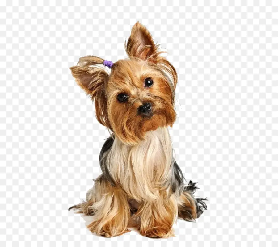 Yorkshire Terrier，Cachorro PNG