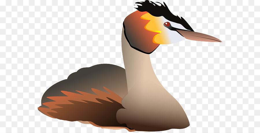 Pájaro，Plumas PNG