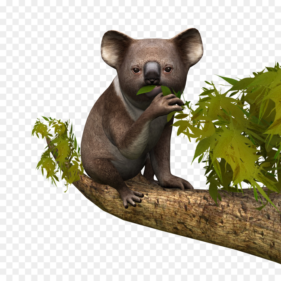 Koala，La Vida Silvestre PNG