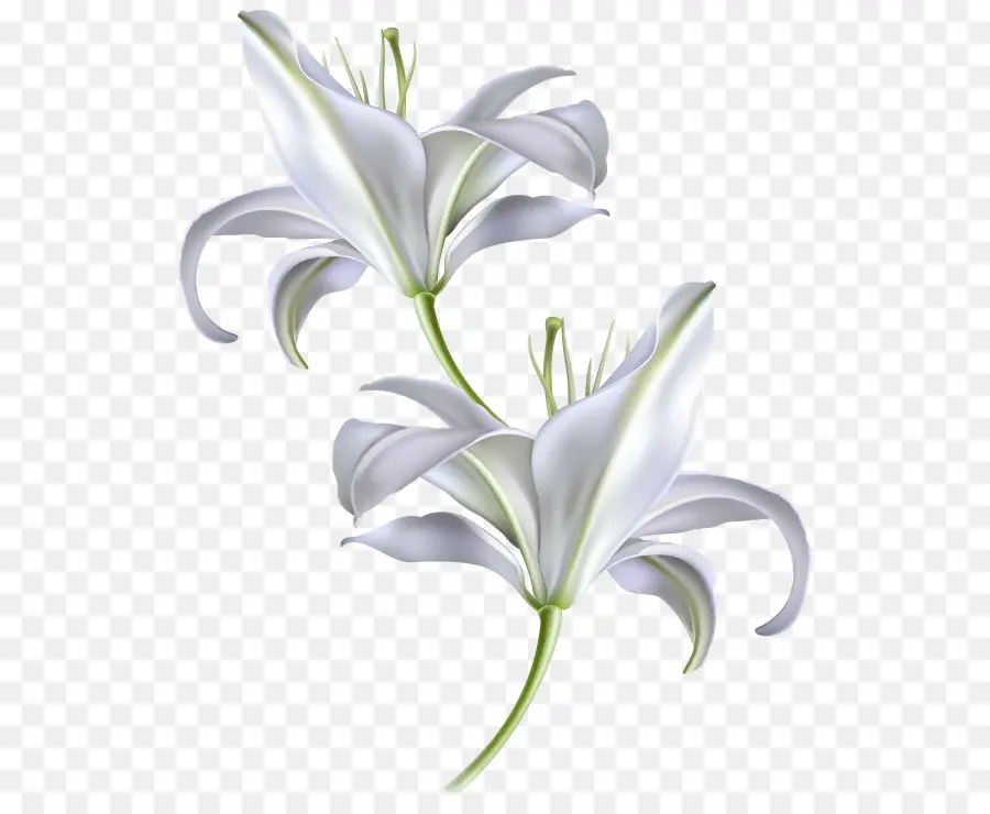 Diagrama，Madonna Lily PNG