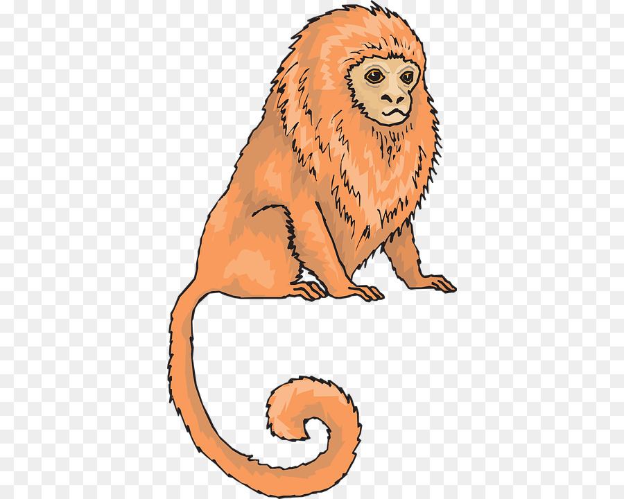 Golden Lion Tamarin，Tití PNG