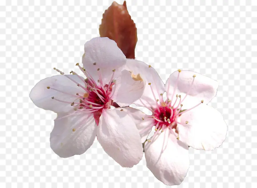 Flor，De Los Cerezos En Flor PNG