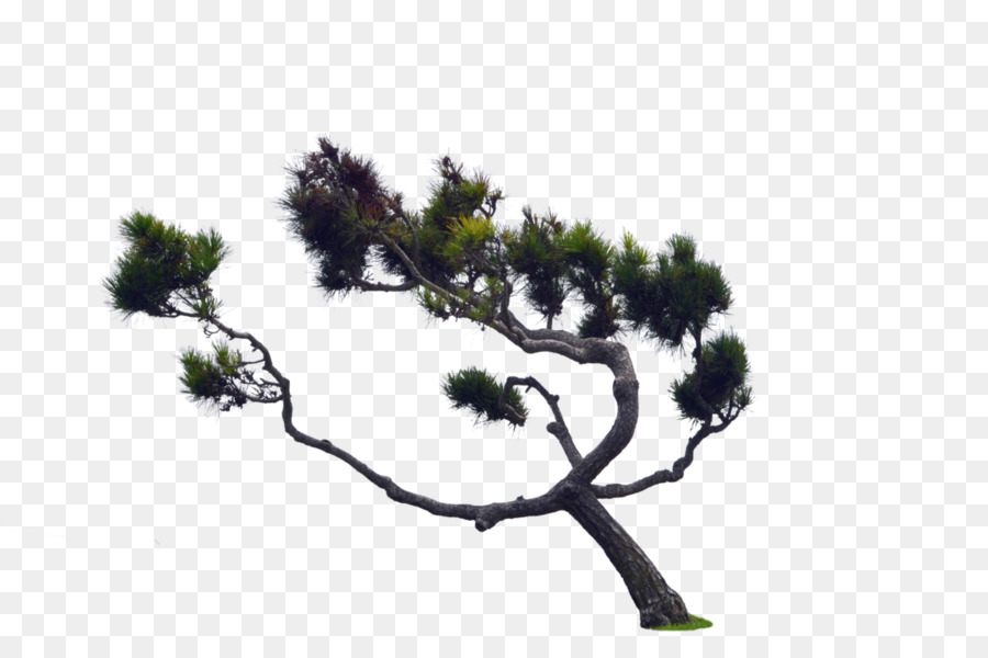 Árbol，De Coníferas De Cono PNG