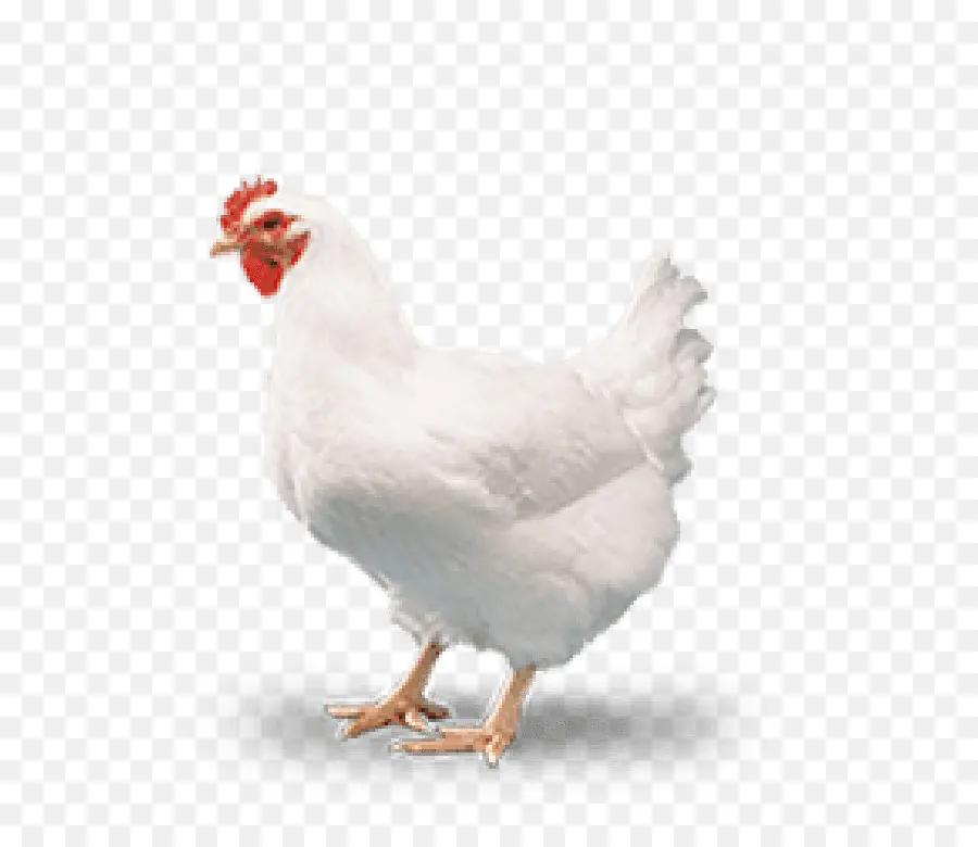 Cornish Pollo，De Pollos De Engorde PNG