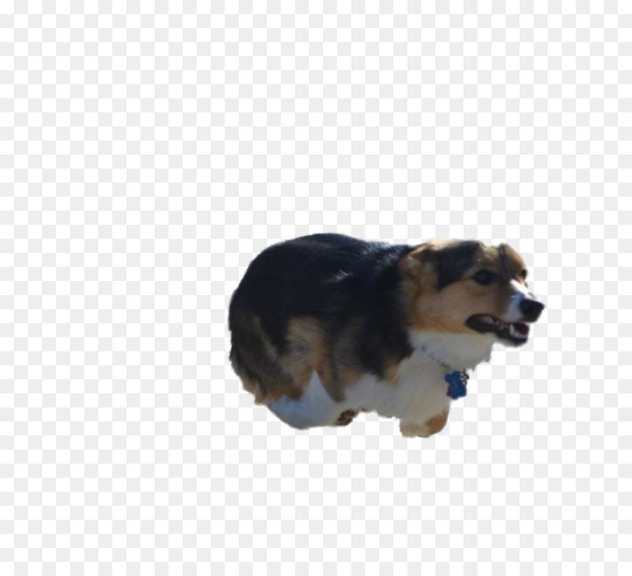 Raza De Perro，Cachorro PNG