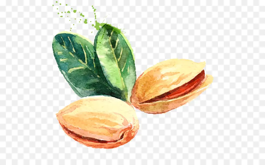 Pistacho，Pintura De Acuarela PNG