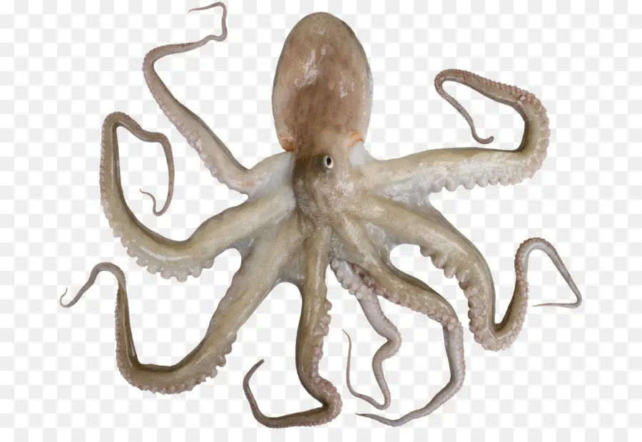 Pulpo，Los Cefalópodos PNG