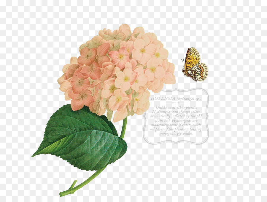 Hortensia，Aves PNG