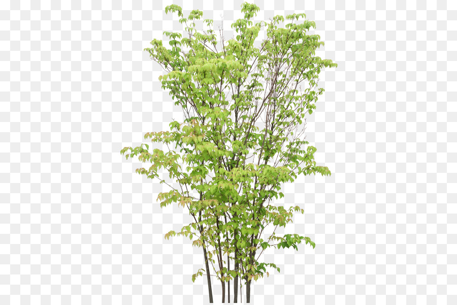 Ramita，Árbol PNG